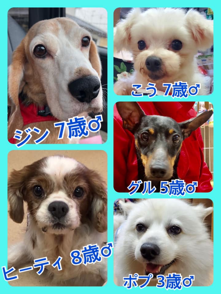 🐾今日の里親様募集中ワンコ🐶メンバーです🐾2020,6,22